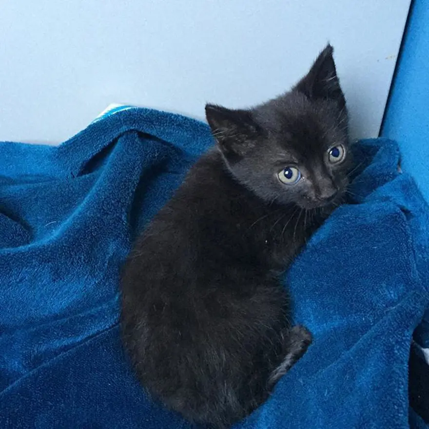 Hayatını kedileri kurtarmaya adadı 263