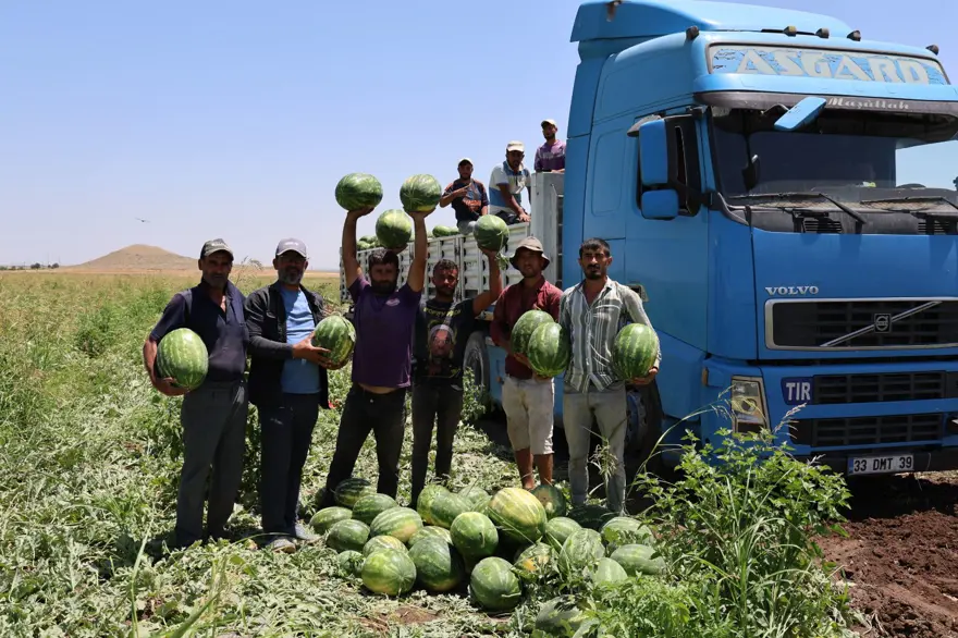Tarlada kilosu 1-2 lira: Ürün fazla, hasat devam ediyor 4