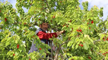 Tekirdağ Kiraz Festivali ne zaman? (Tekirdağ Kiraz Festival programı)