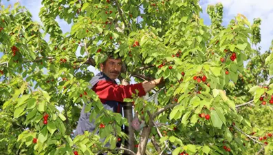 Yöre halkının "misafir kirazı": Meyve verdi, hasat başladı