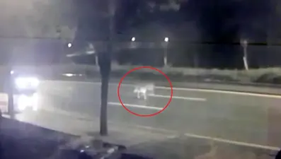 Ankara'da mühürlü hayvanat bahçesinden aslan kaçtı