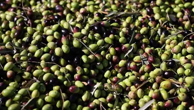 Geçen yıl 60 milyon dolarlık zeytin ihracatı