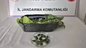 Yolcu otobüsünde 500 istilacı su kaplumbağası ele geçirildi