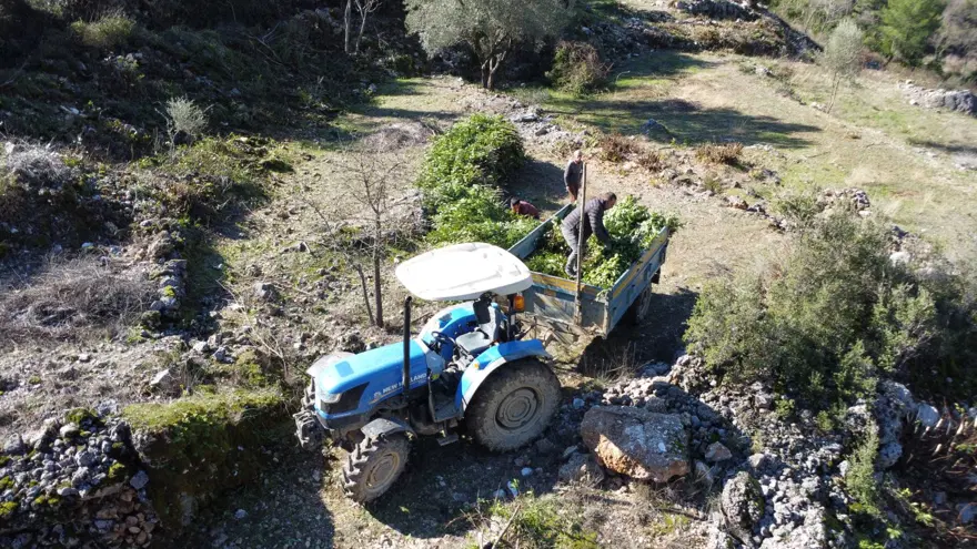 3 yılda 1 hasadı yapılıyor, 80 ailenin gelir kapısı: Toroslar'dan Avrupa'ya uzanıyor 6