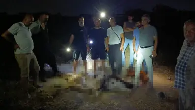 Dereden su içen 65 küçükbaş öldü