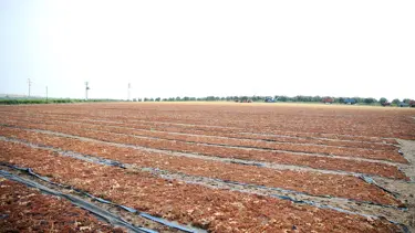 Manisa'da sağanak üzüm sergilerinde hasara neden oldu