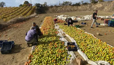 Yeşilken toplanıyor, renk alınca satışa sunuluyor: Kilosu 25 liradan başlıyor