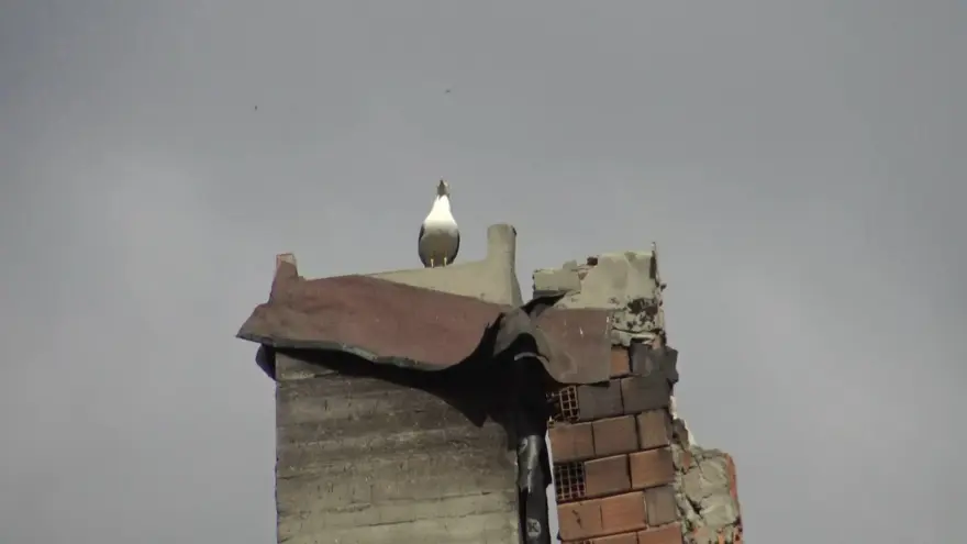 Kentsel dönüşümde 12 saatlik martı kurtarma operasyonu 3