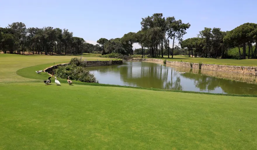 Yılda 500 bin oyunun oynandığı sahada şimdi ördekler geziyor 3