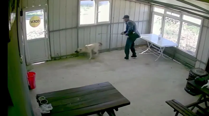 Bunun adı canilik! Bastonuyla köpeğe defalarca vurdu, "Bobi" kanlar içinde kaldı 