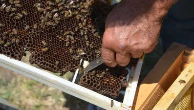 30 yıl önce hobi olarak başlamıştı şimdi geçim kaynağı oldu