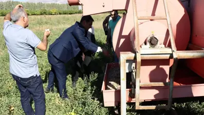 Erzincan'da ekimi yapılmıştı: Kuru fasulye hasadı başladı