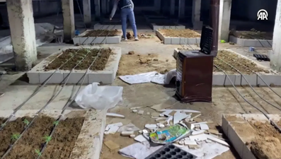 Mersin'de skandal görüntüler: Tavuk çiftliğinden Hint keneviri çıktı