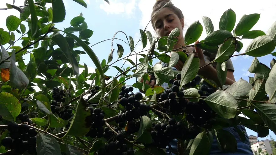 Karadeniz'in yeni meyvesi 'Aronya'da ilk hasat 7