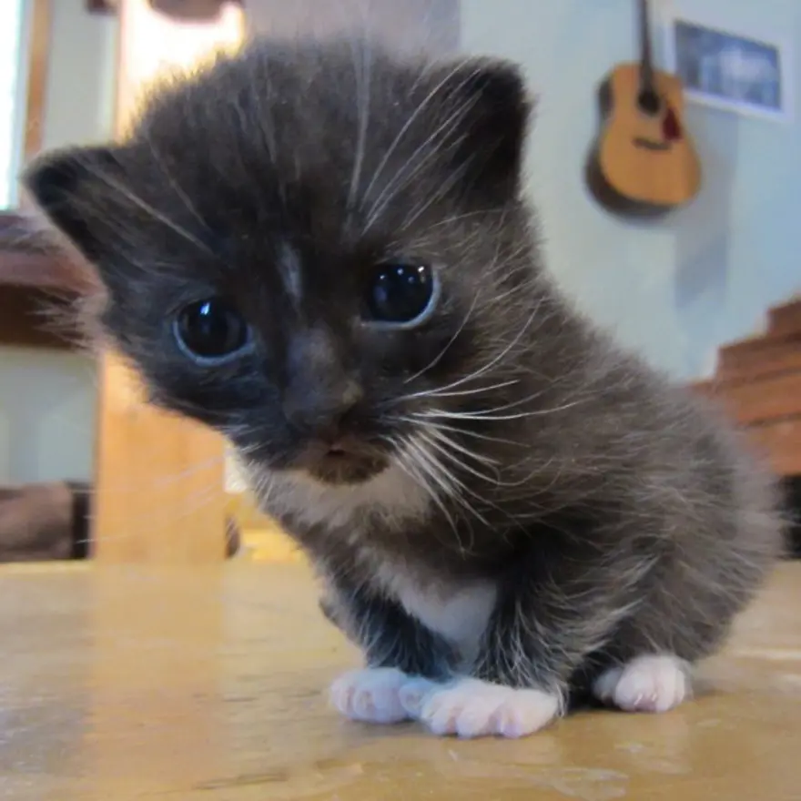 Hayatını kedileri kurtarmaya adadı 29