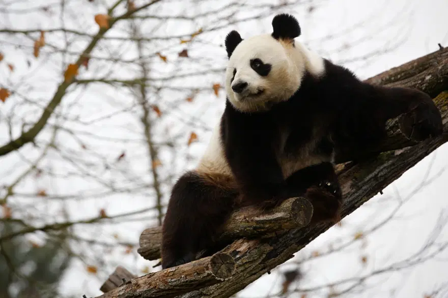 Fransa'da doğan ilk panda Yuan Meng'e uzun yol görevi: Neslini devam ettirecek 18 Fransa'da doğan ilk panda Yuan Meng'e uzun yol görevi: Neslini devam ettirecek 18