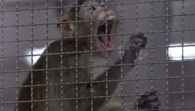 "Kazanması zor bir savaş": Hayvanlardan insanlara geçen ölümcülhastalıklarda tehdit artıyor