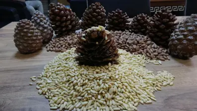 Çam fıstığı coğrafi işaret aldı