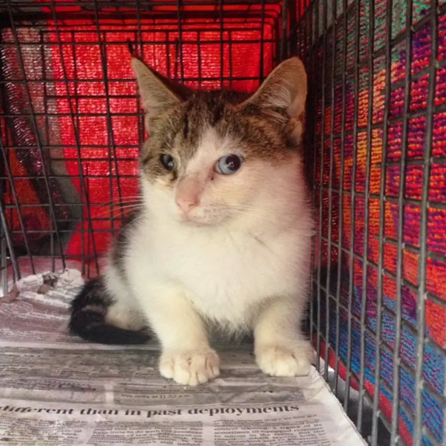 Hayatını kedileri kurtarmaya adadı 32