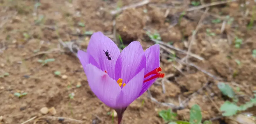 Safran çiçeğinde hasat başladı: Kilosu 100 bin TL 1