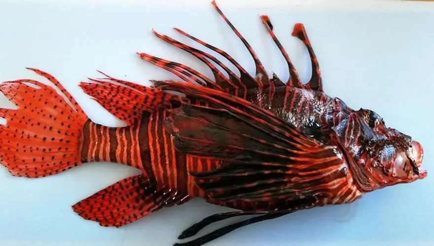 İnsanlık, tarihte ilk kez bir denizin değişimine tanıklık ediyor: Akdeniz tropikleşiyor 4