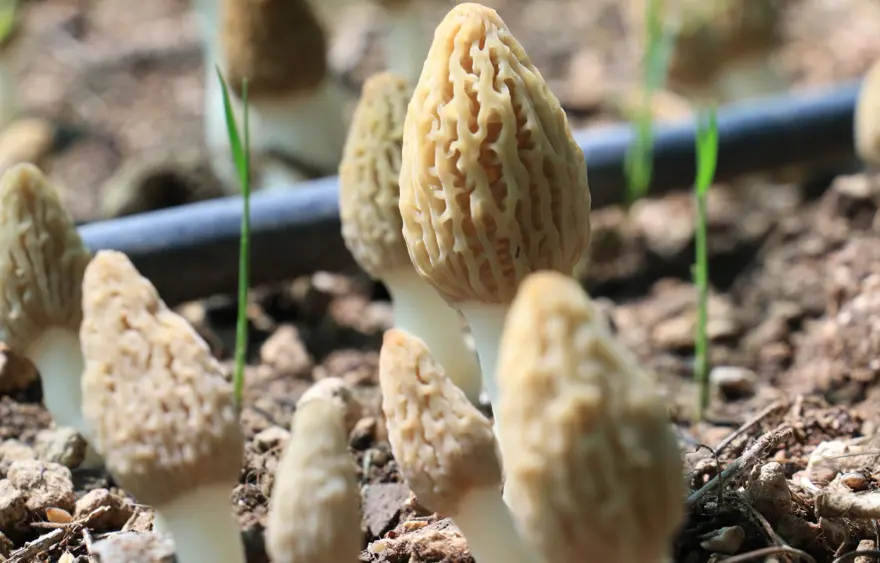 Kuzugöbeği mantarı, Türkiye’de ilk defa üretildi: Tazesinin kilosu 400, kurusu 3 bin lira 11 Kuzugöbeği mantarı, Türkiye’de ilk defa üretildi: Tazesinin kilosu 400, kurusu 3 bin lira 11