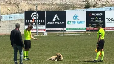 Sahaya giren köpeği kırmızı kartla dışarı çıkardı