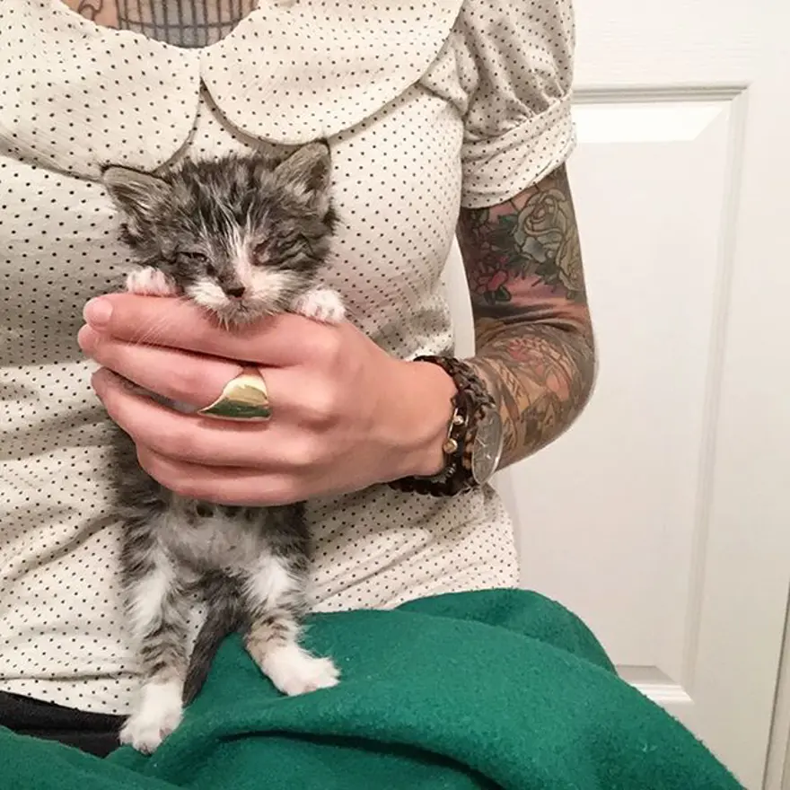 Hayatını kedileri kurtarmaya adadı 292