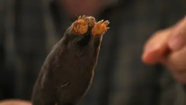 Türkiye'de köstebek familyasının alt türü belirlendi