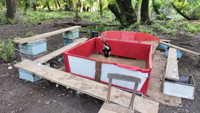 Bahisli horoz dövüşüne baskın: Hayvanları koruma derneği başkanı yakalandı