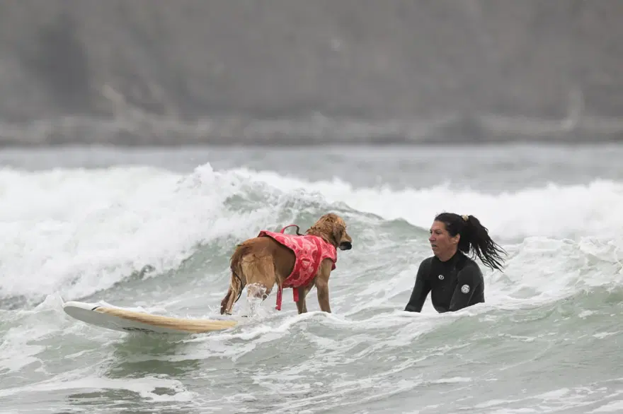 Köpekler sörf tahtasında yarıştı 7