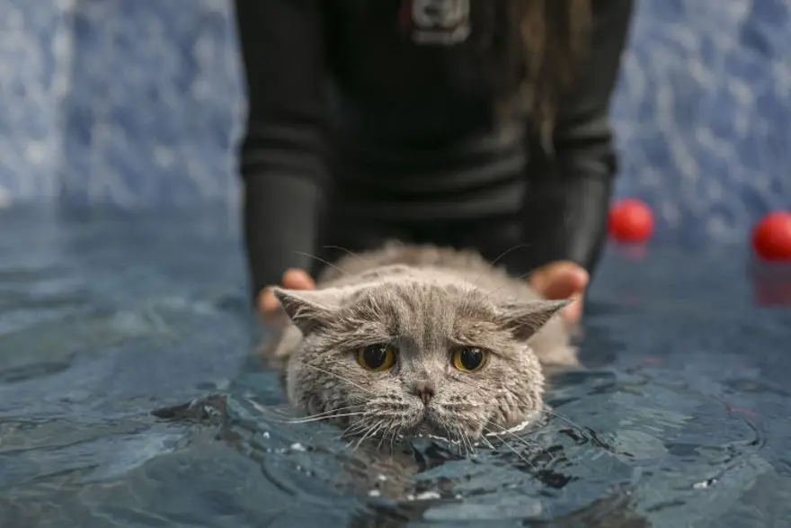 Obez kedi "Şiraz" pilates yaparak ve yüzerek zayıflıyor 6 Obez kedi "Şiraz" pilates yaparak ve yüzerek zayıflıyor 6