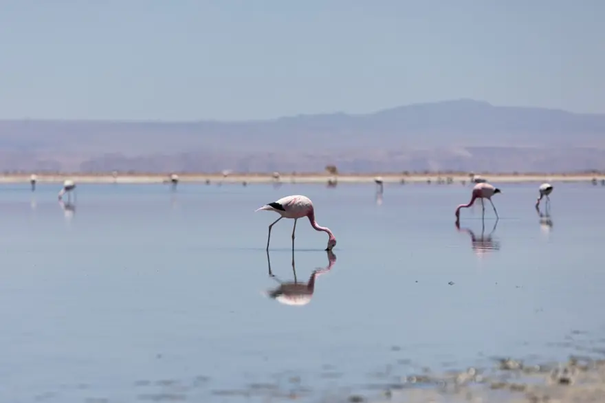 İnsan faaliyetlerinin son kurbanları: Sayıları hızla azalıyor 20 İnsan faaliyetlerinin son kurbanları: Sayıları hızla azalıyor 20