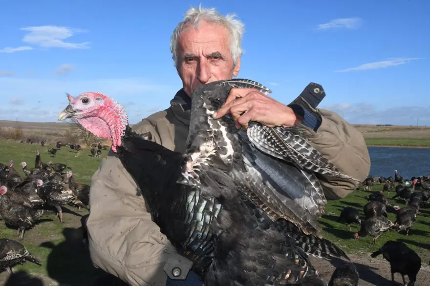 Yılbaşı hindileri satışa çıktı (Fiyatı kaç lira olacak?) 1