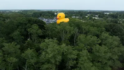 Dünyanın en büyük lastik ördeği New York'ta sergileniyor