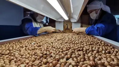 AB Türk fındığında kontrolü kaldırdı