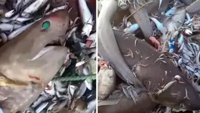 Mersin'de köpek balığı tedirginliği: Valilikten açıklama geldi