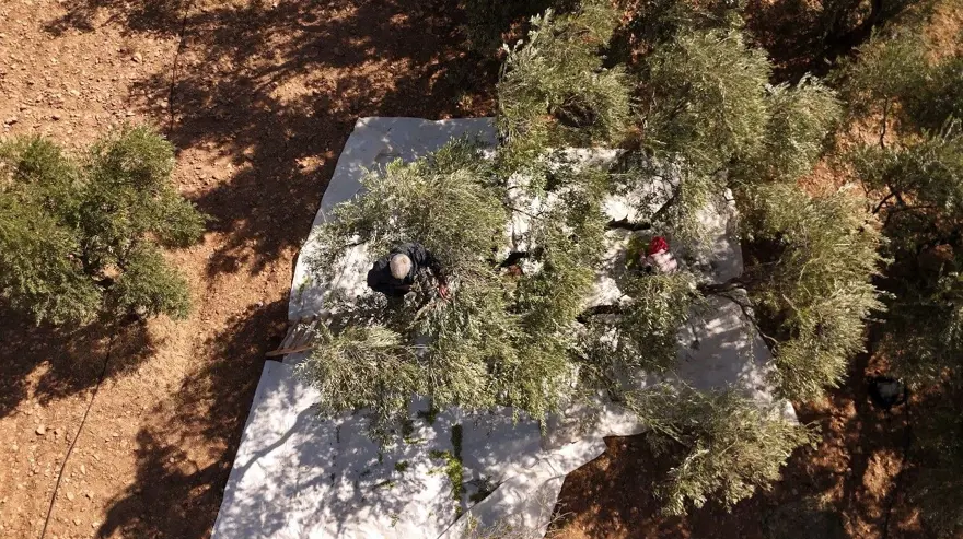 Dededen kalma yöntemle yetiştiriliyor: Kuraklık nedeniyle tehlike altında 1