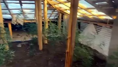 Evin çatısını kenevir tarlasına dönüştürmüşler