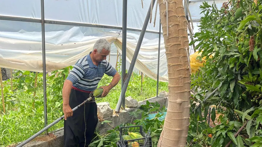Hasadı başladı, yüksek gelir sağlıyor: Kilosu 100 lira 6