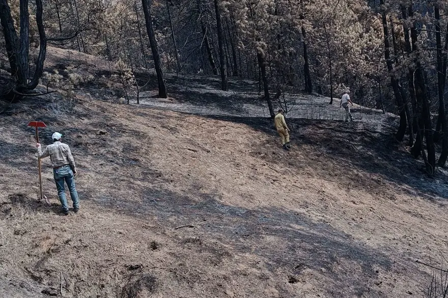 Bolu Göynük'teki orman yangınının yaraları sarılıyor 2