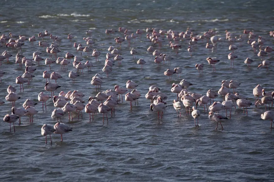 Afrika sahillerinde bir flamingo cenneti: Walvis Bay Lagünü 1