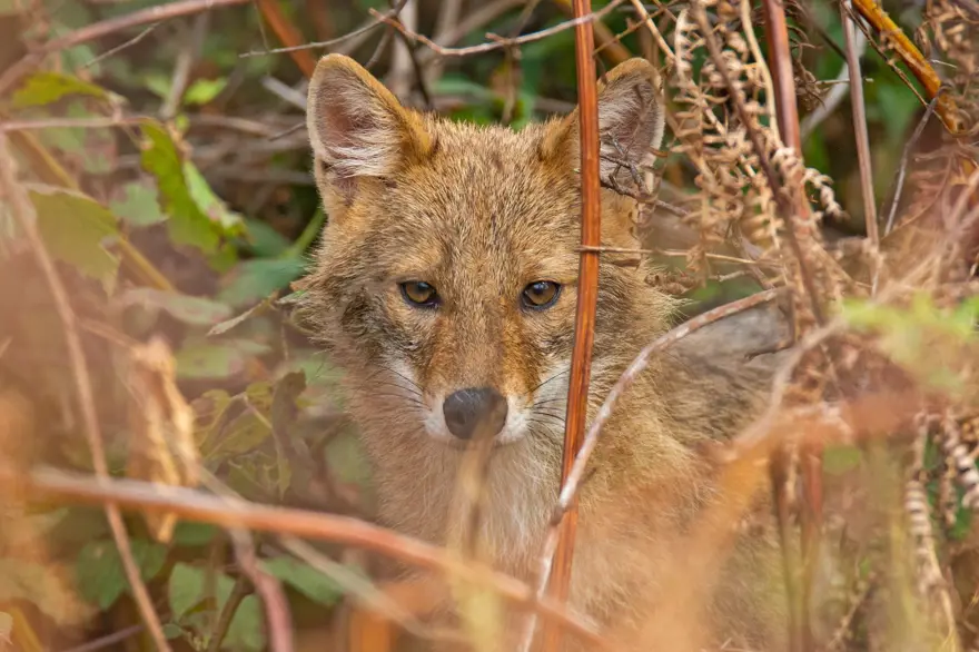 25 gün boyunca kamp kurup kızıl geyiklerin peşinde koştu 11 25 gün boyunca kamp kurup kızıl geyiklerin peşinde koştu 11