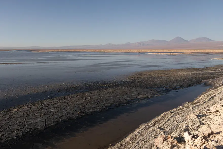 İnsan faaliyetlerinin son kurbanları: Sayıları hızla azalıyor 13 İnsan faaliyetlerinin son kurbanları: Sayıları hızla azalıyor 13