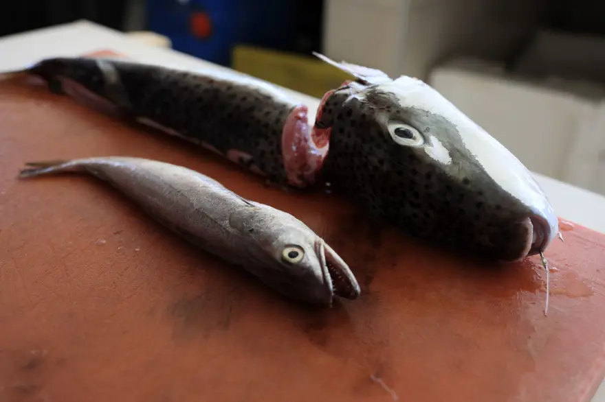 Mezgitin kilosu 750 lirayı buldu: Yarı fiyatına "zehir" uyarısı 3