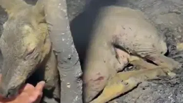 Çanakkale'de yürek burkan görüntüler