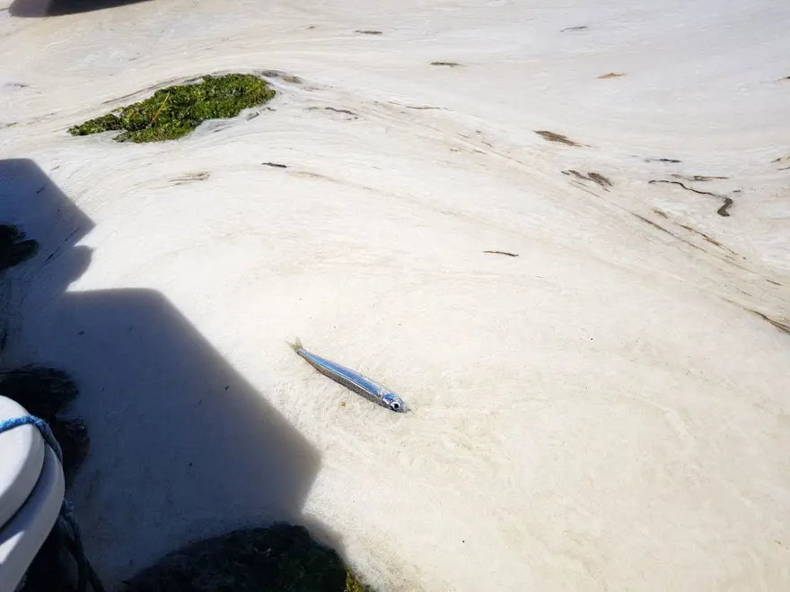 Çınarcık sahili deniz salyasıyla kaplandı 3