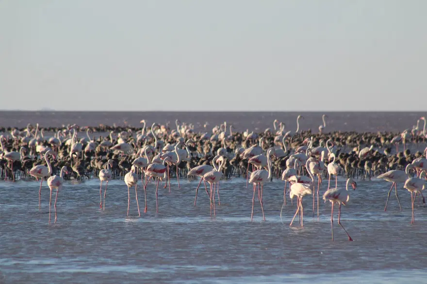 Flamingolara can suyu 4