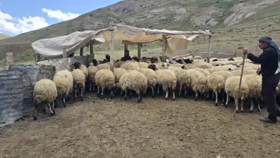 Her yaz yayla kiralıyor: Geçimlerini böyle sağlıyorlar