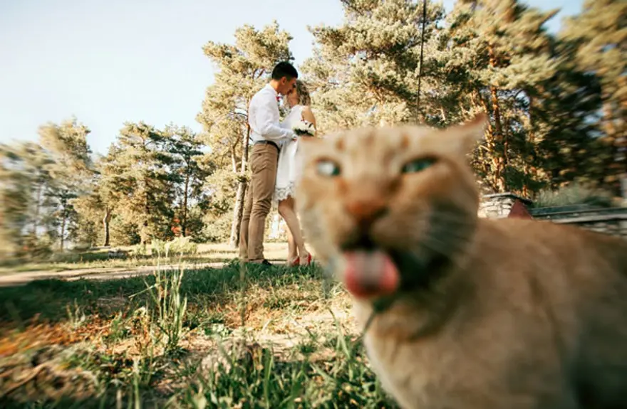 Fotoğrafın odak noktasını bir anda değiştiren kediler 91